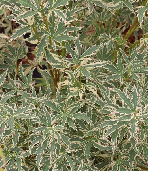 Acer palmatum 'Butterfly'